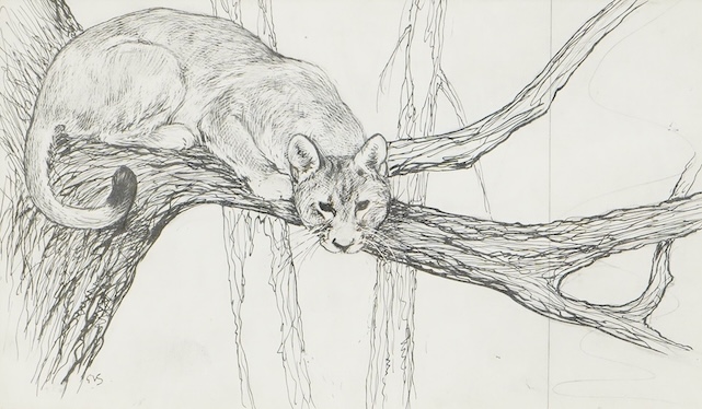 George Vernon Stokes (1873-1954), ‘Cougar’, monogrammed, pen ink, 12.5 x 20cm